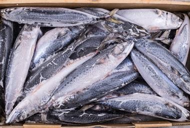 Frozen Mackerel